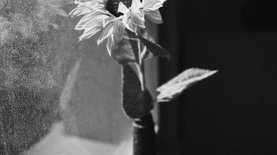 Black and White Image of a Flower in a dirty window