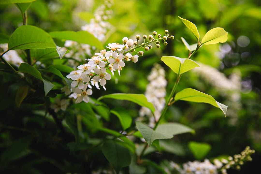 Blooming Bush hit by beautiful sunlight in spring