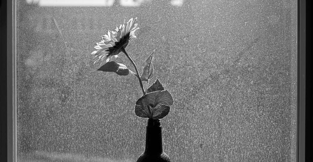 When stuck in Homeoffice: Black and White image looking at very dirty window with a flower in front