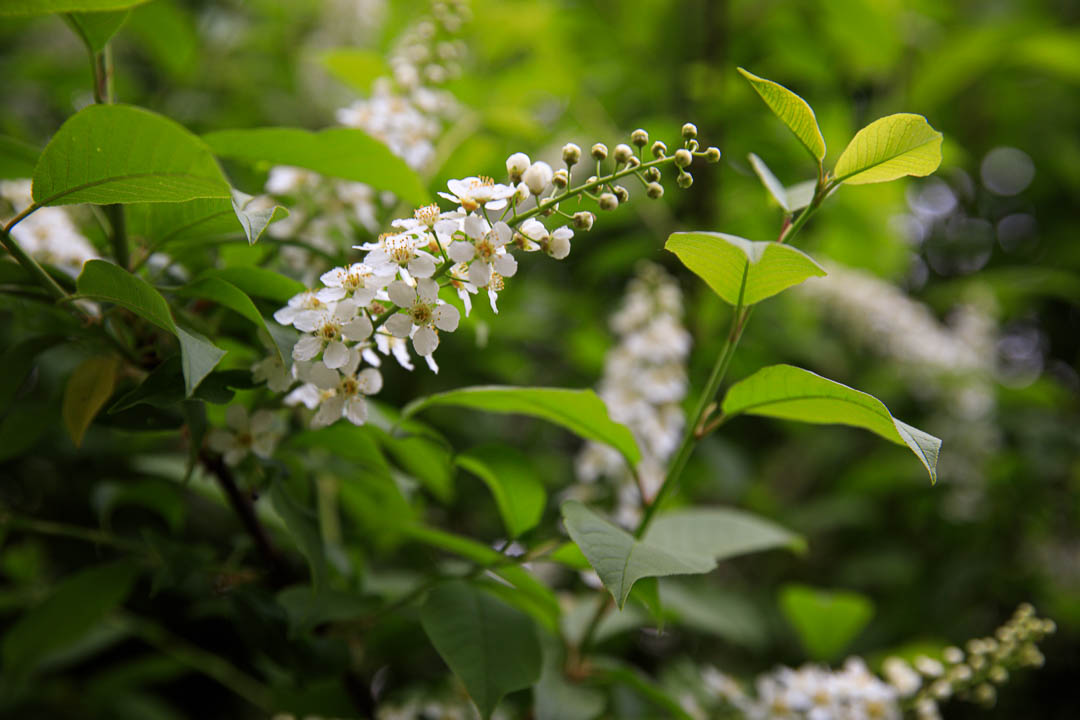 Basic Adjustments on blooming Bush hit by beautiful sunlight in spring