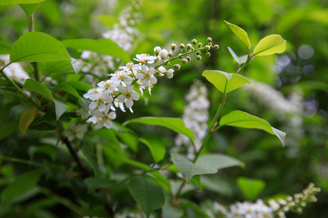 Blooming Bush hit by beautiful sunlight in spring - unedited version