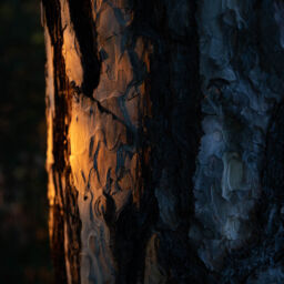 bark of a tree lit by warm sunligt transitioning into cooler ambient light