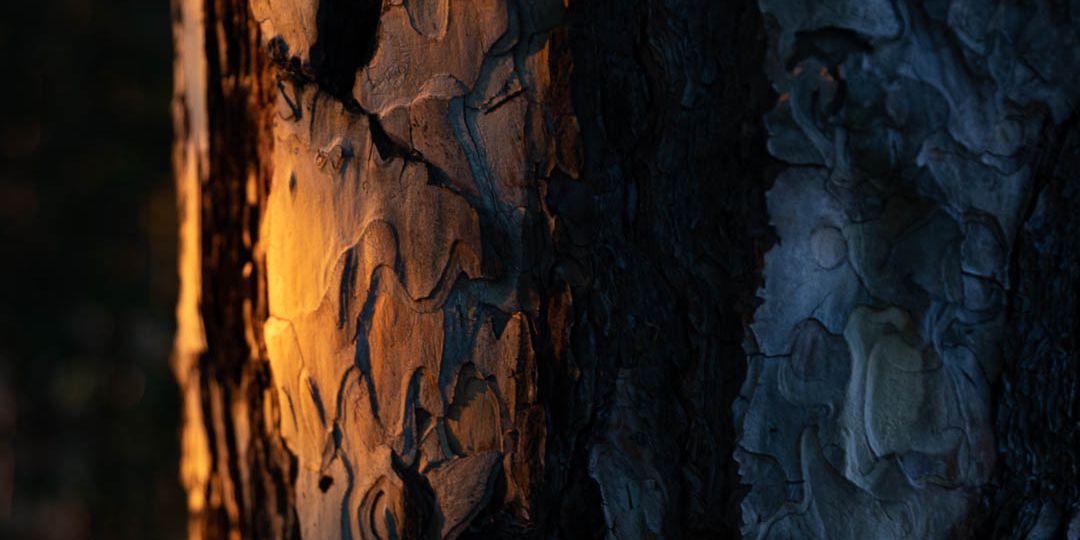 bark of a tree lit by warm sunligt transitioning into cooler ambient light