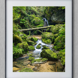 printed and framed image called green forest glade
