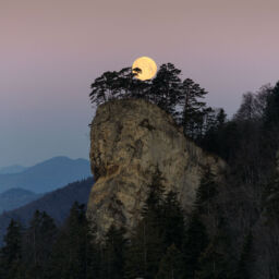A photograph of the April 2021 Supermoon cradled by the trees on the Ankeballe in Baselland, Switzerland