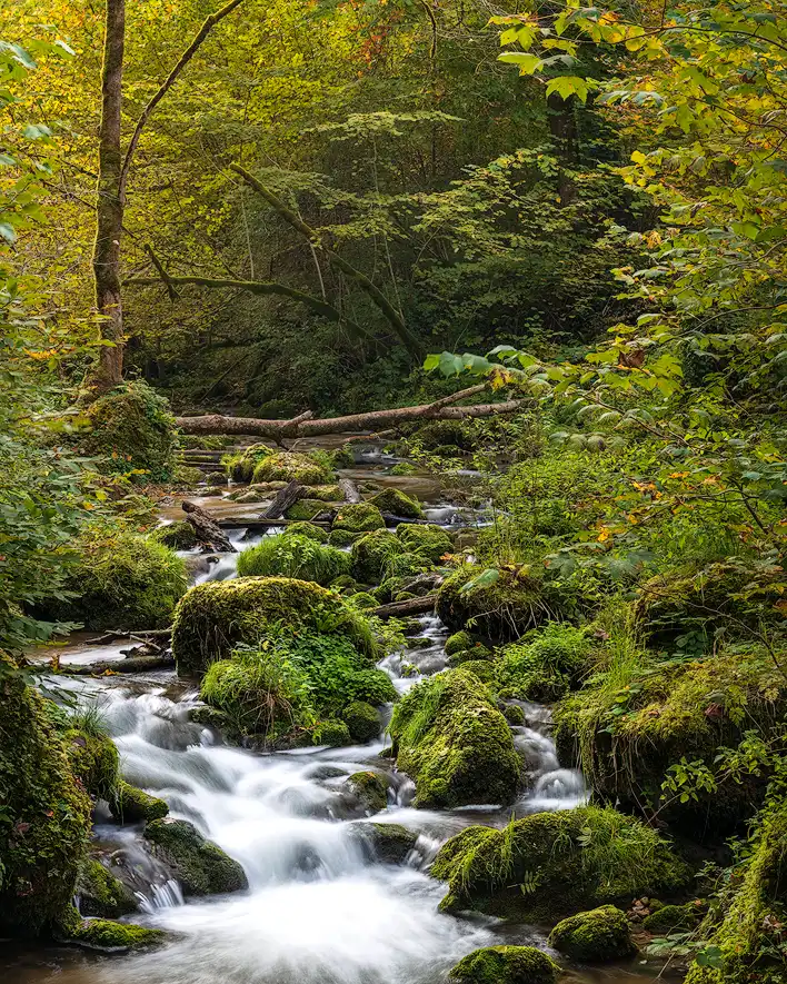 Woodland and Water Photograph showing a river flowing through an autumnal forest
