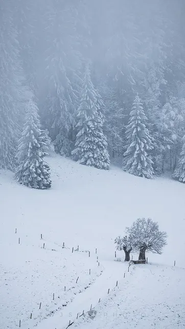 free mobile background showing a foggy winter landscape in the belchen region in Switzerland