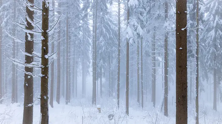 free desktop background with a foggy pine tree forest in deep winter