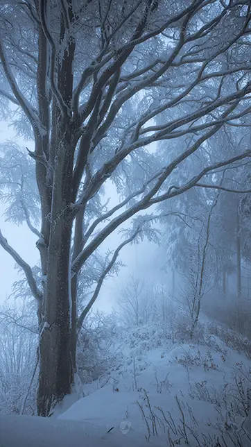 free mobile background with a mysterious tree in a heavily foggy winter landscape