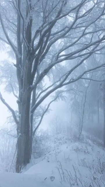 free mobile background showing a tree in a very foggy winter landscape