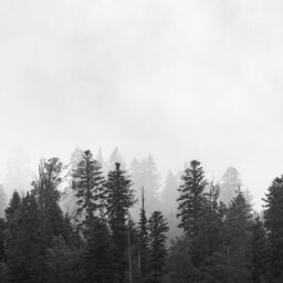 treeline of a pine tree forest in black and white fog between the trees