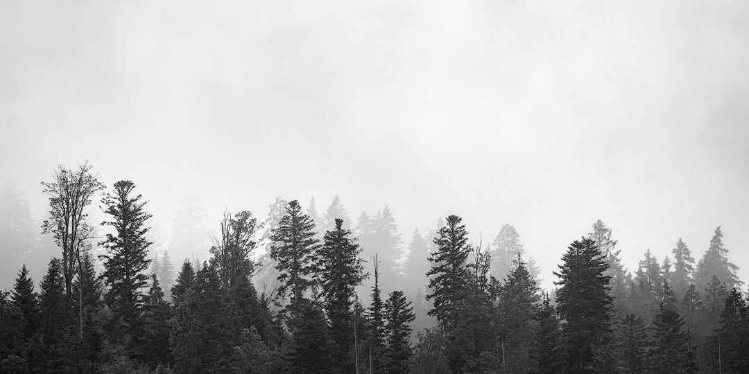 treeline of a pine tree forest in black and white fog between the trees