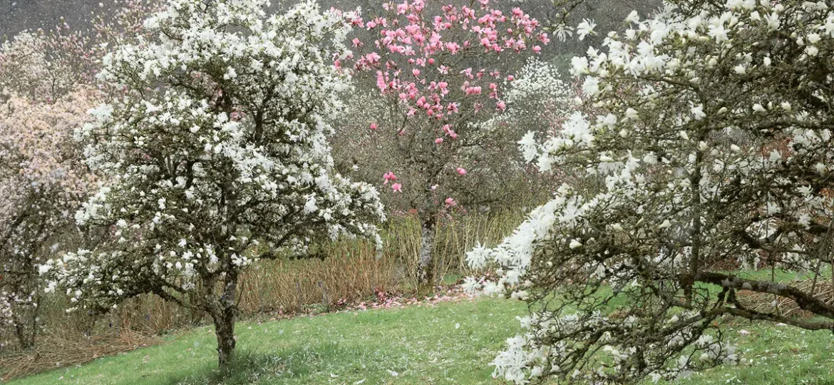 magnolia-trees-during-snowfall