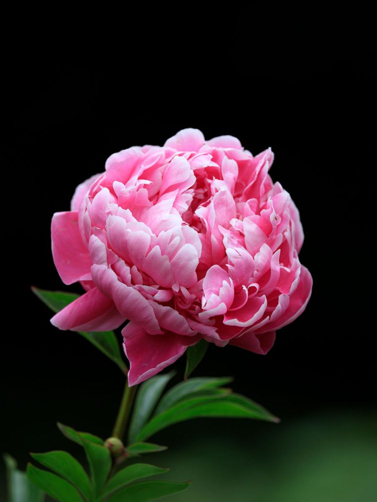 peony-1